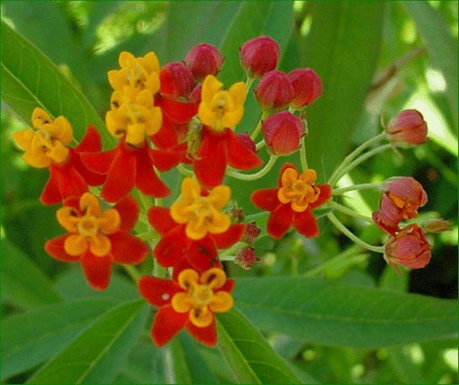 Mexican Butterfly Weed FLowers Seed.(Asclepias Curassavica) ,Tropical Milkweed - Caribbeangardenseed