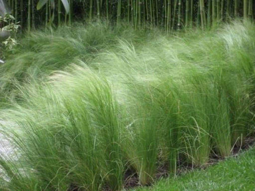 Mexican Feather Grass Seeds - Stipa tenuissima - Also called Silky Thread Grass or Mexican Needle Grass - Caribbeangardenseed