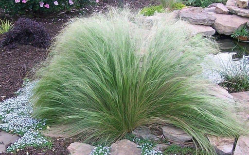 Mexican Feather Grass Seeds - Stipa tenuissima - Also called Silky Thread Grass or Mexican Needle Grass - Caribbeangardenseed