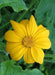 Mexican Sunflower Seeds - Yellow (Tithonia Speciosa Yellow Torch) Seeds. - Caribbeangardenseed