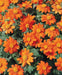 Mexican Sunflower SEEDS (Tithonia rotundifolia) orange flowers - Caribbeangardenseed