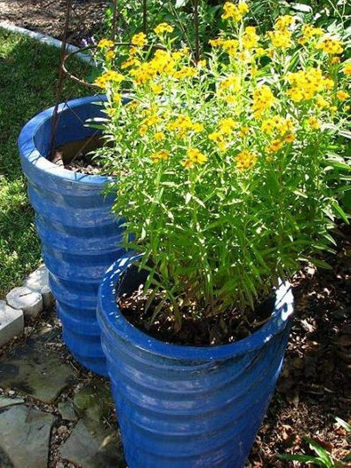 Mexican Tarragon or Mexican Mint (Tagetes Lucida) also known as Texas Tarragon - Caribbeangardenseed