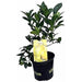 Meyer Lemon Tree - Fruiting Size/Branched Plant - Indoors/Outdoor - Caribbeangardenseed