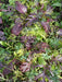 Mild and Wild Brassica Mix, Organic Salad Vegetable Seeds ! A good mix for the spring. - Caribbeangardenseed