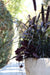 Millet Seeds, Purple Majesty (Pennisetum glaucum) AAS Gold winner 2003. Head-high, dark purple and very handsome. - Caribbeangardenseed