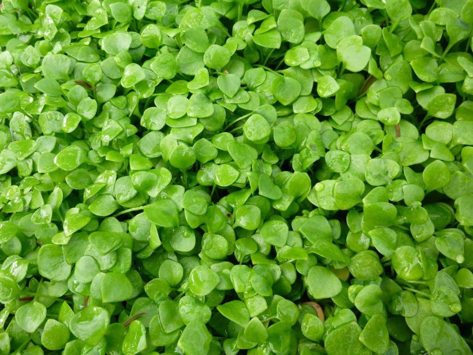 Miner's Lettuce Seeds,Cold-hardy salad greens. - Caribbeangardenseed
