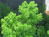 Ming Fern Seeds - Asparagus-myriocladus, excellent house plant - Caribbeangardenseed
