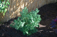 Ming Fern Seeds - Asparagus-myriocladus, excellent house plant - Caribbeangardenseed