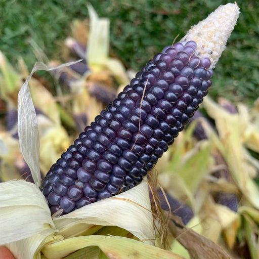 Rio Grande Blue-ORGANIC corn., VEGETABLE SEEDS. - Caribbeangardenseed