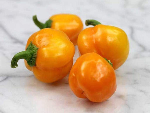Mini Yellow Bell Pepper - Capsicum annuum , Organically Grown - Caribbeangardenseed