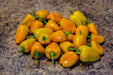 Mini Yellow Bell Pepper - Capsicum annuum , Organically Grown - Caribbeangardenseed