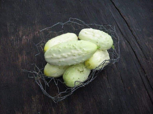 Miniature White Cucumber Seeds - Caribbeangardenseed
