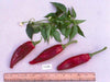 Mirasol pepper SEEDS, Capsicum annuum,-Organically Grown ! - Caribbeangardenseed