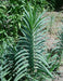 Caper Spurge SEEDS (Euphorbia lathyris) biennial - Caribbeangardenseed