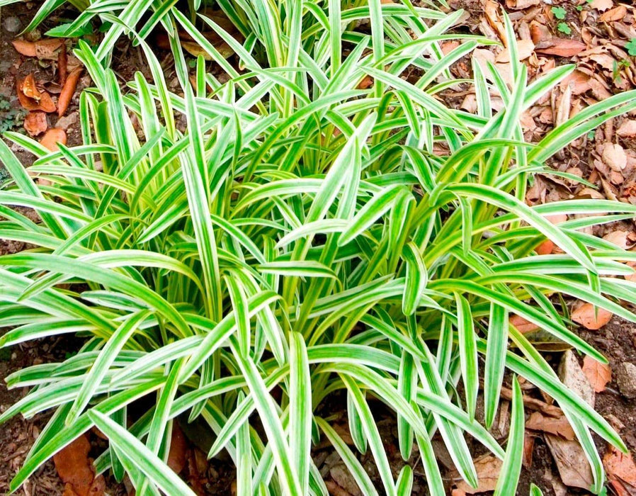 Monkey Grass Seed - Liriope muscari - Ornamental Grass - Caribbeangardenseed