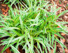 Monkey Grass Seed - Liriope muscari - Ornamental Grass - Caribbeangardenseed