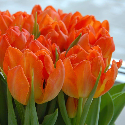 10 Tulip bulbs - Monte Orange - Double flowers, FALL PLANTING - Caribbeangardenseed