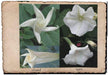 Moonflower HEIRLOOM Seeds (Ipomoea alba) White Trumpet Fragrant Blooms ! - Caribbeangardenseed