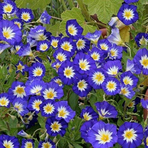 Morning Glory Seed-Dwarf Morning Glory (,Royal EnsignTricolor Minor Blue) Seeds - Caribbeangardenseed