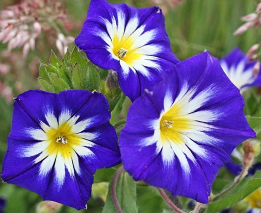 Morning Glory Seed-Dwarf Morning Glory (,Royal EnsignTricolor Minor Blue) Seeds - Caribbeangardenseed