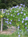 Morning Glory Seeds - Caprice (Ipomoea Purpurea Caprice) Flowers Seeds ! - Caribbeangardenseed