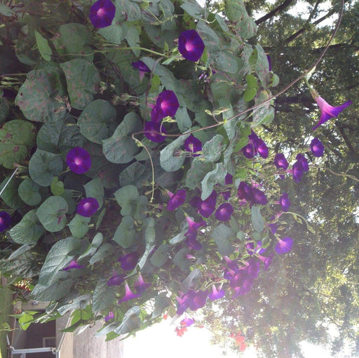 Morning Glory Seeds, Ipomea nil (Purple Morning Glory)Grandpa Ott Purple Morning Glory -Quality Untreated Seeds - Caribbeangardenseed