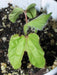 Morning Glory Seeds -(Ipomoea Nil Red Picotee)-Japanese Morning Glory vine - Caribbeangardenseed