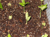Morning Glory Seeds - Hawaiian baby woodrose,, FLOWERS VINE - Caribbeangardenseed