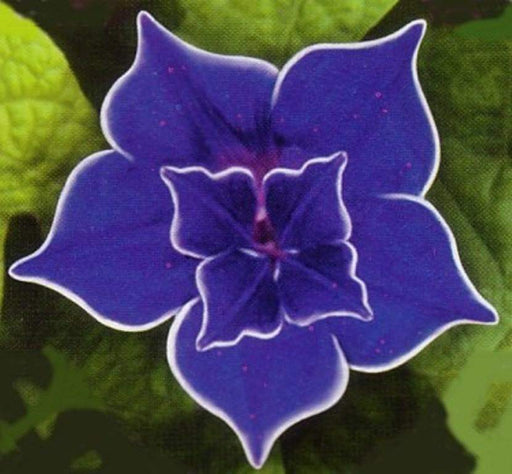 Japanese Blue Morning Glory Seeds, FLOWERS VINE - Caribbeangardenseed