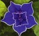 Japanese Blue Morning Glory Seeds, FLOWERS VINE - Caribbeangardenseed