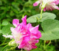 Morning Glory Seeds - Japanese Morning Glory (Ipomoea Nil pink- Seeds ) Pink Feathers Morning Glory ! - Caribbeangardenseed