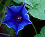 Morning Glory Seeds - Kikyo-zaki- Seeds mix - brilliant colors of red, white, and Blue ! - Caribbeangardenseed