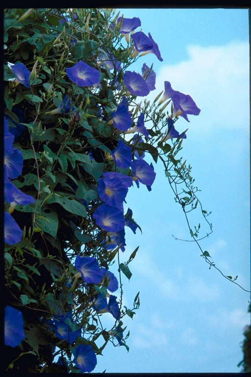 Morning Glory SEEDS (heavenly Blue ) FLOWERS VINE - Caribbeangardenseed