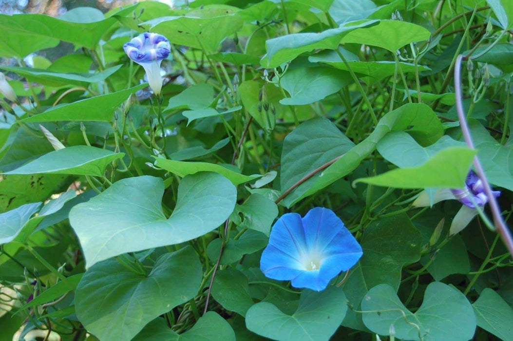 Morning Glory SEEDS (heavenly Blue ) FLOWERS VINE - Caribbeangardenseed
