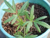 Moth/Muth Beans Plant Seeds, Turkish gram (Vigna aconitifolia) Utreated - Caribbeangardenseed