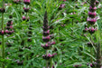 Motherwort, Siberian Seeds (Leonurus sibericus), Flowers/Herb seeds,or centuries. - Caribbeangardenseed