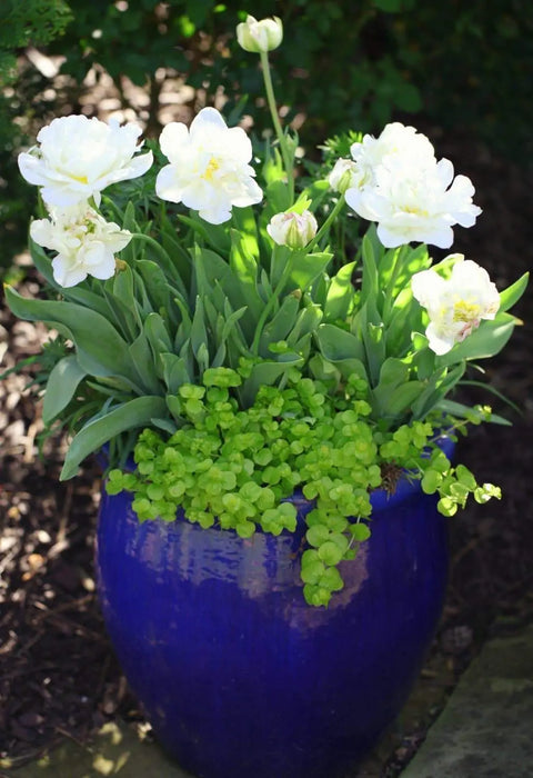 Mount Tacomas Tulip Bulbs (Double Late) blossoms resemble peonies - Caribbeangardenseed