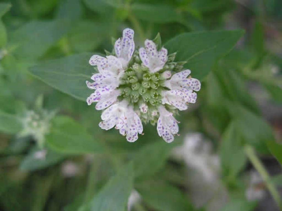 Mountain Mint,Herb Seeds - Pycnanthemum pilosum - Caribbeangardenseed