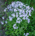 MOUNTAIN PHLOX ,Flower Seeds, Linanthus Grandiflorus - annual that is attractive to bees, birds, and butterflies. - Caribbeangardenseed