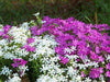 MOUNTAIN PHLOX ,Flower Seeds, Linanthus Grandiflorus - annual that is attractive to bees, birds, and butterflies. - Caribbeangardenseed