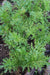 WASABINA Mustard Seeds, Brassica juncea, Asian Vegetables - Caribbeangardenseed