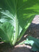 Komatsuna Seeds (Mustard Spinach) Cold hearty, heat tolerant, Asian vegetable - Caribbeangardenseed