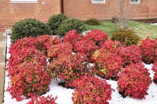 Nandina domestica (Heavenly Bamboo) colorful fall foliage color, interesting flowers, autumn berries and is evergreen, - Caribbeangardenseed