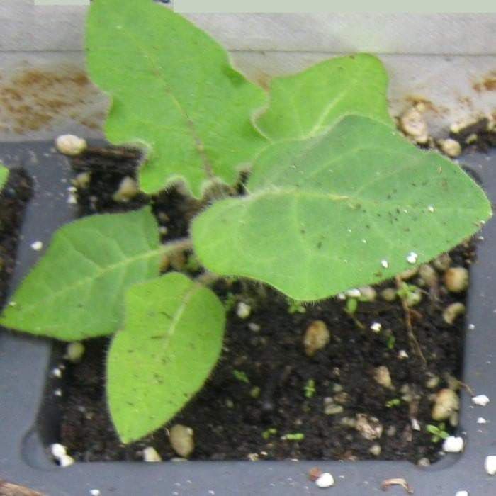 Naranjilla - Lulo - Seeds- Rare Tropical Fruit - Solanum Quitoense - Caribbeangardenseed