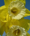 Daffodil Green Garden, Flowers bulb, midseason. - Caribbeangardenseed