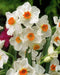10 Narcissus Geranium , Daffodil bulbs, Perennial, FALL PLANTING - Caribbeangardenseed