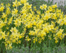 Mini Daffodil Hawera, Narcissus Bulb- , perfect for rock gardens, - Caribbeangardenseed