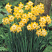 Narcissi Miniature 'Hillstar' Daffodil,Bulbs, FRAGRANT FLOWERS - Caribbeangardenseed
