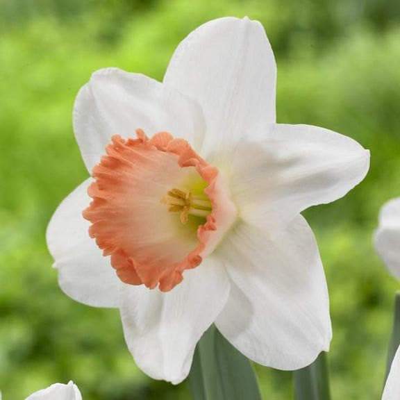 DAFFODIL Pink Pride, (Bulbs) Early Blooming, Now SHIPPING! - Caribbeangardenseed