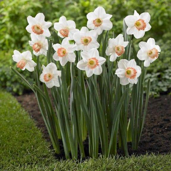 DAFFODIL Pink Pride, (Bulbs) Early Blooming, Now SHIPPING! - Caribbeangardenseed